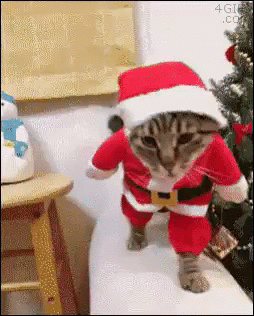 산타 옷을 입고 걸어오는 고양이 움짤